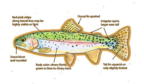 Rainbow Trout Identification – Wild Trout Streams