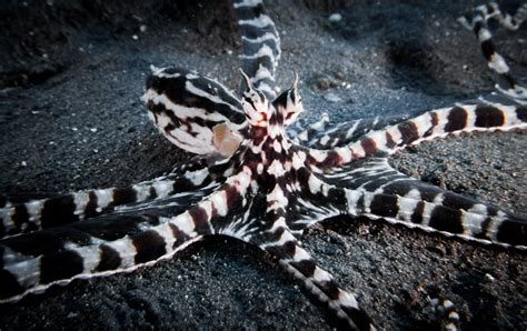 Mimic Octopus - Christoph Trösch Medien- und Kommunikationstrainings