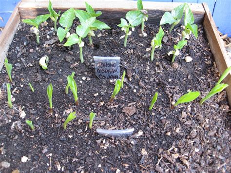 Growing Cowpeas (Black Eyed Peas) - Gardenerd