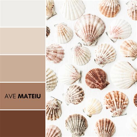 Sea shells pattern on white background, flat lay, top view minimal texture Color Palette 375 ...