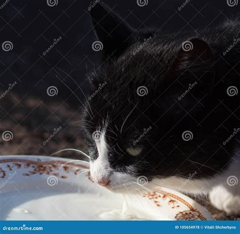 Cats Drinking Milk from Bowl Stock Photo - Image of tongue, portrait: 105654978