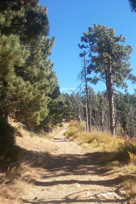 Hiking trail on Mount Lemmon #MountLemmon #tucson | Hiking trails, Prescott national forest, Trail