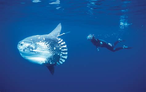 The Ocean SunFish - SNSH