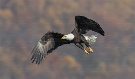 A bald eagle in Maryland photo – Animal Image on Unsplash