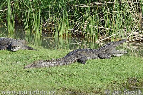 Marsh crocodile Photos, Marsh crocodile Images, Nature Wildlife Pictures | NaturePhoto