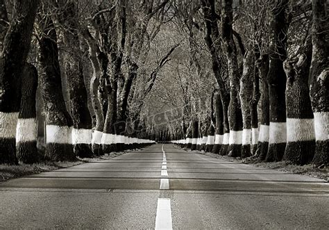 Tunnel of trees in road - Pickawall