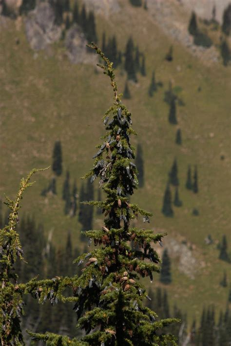 Mountain Hemlock | Small Tree Seedling – The Jonsteen Company