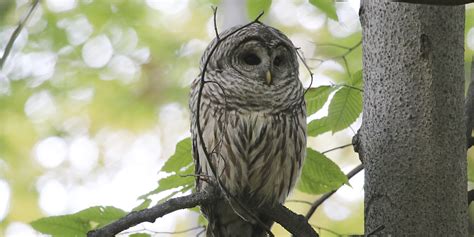 Killing Barred Owls to Save Spotted Owls? Let's Stop Bloody ...