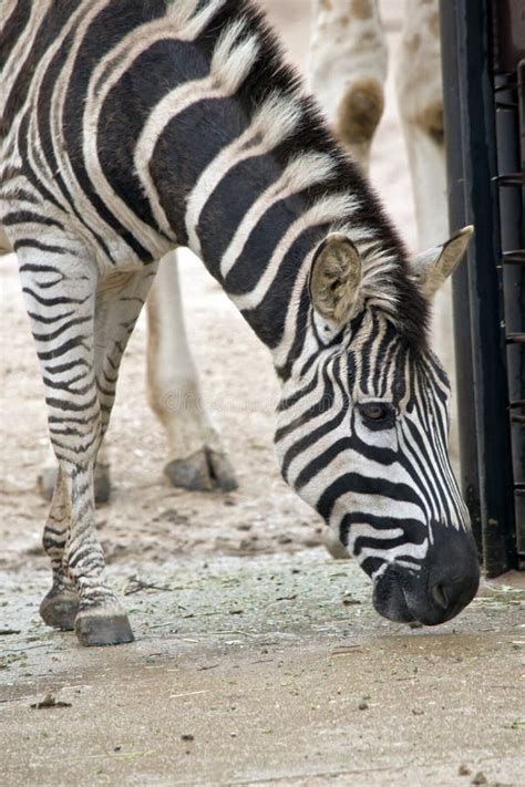 Zebra close up stock photo. Image of stripes, animal - 107647242