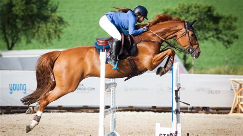 How to buy a showjumper, with top riders’ tips for success | Horse & Hound