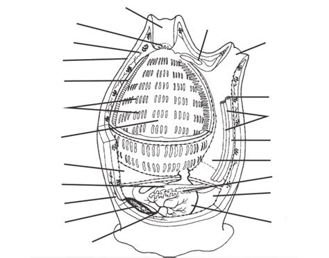 Tunicate Anatomy - Adult Quiz