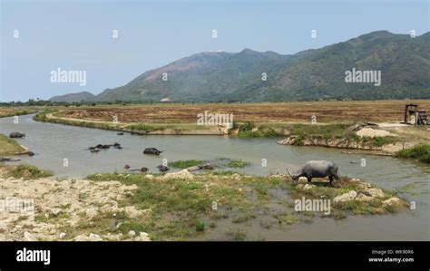 Water Buffalo In River Stock Photo - Alamy