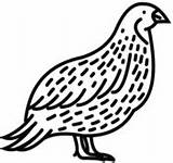 Quails coloring Pages  Free Coloring sketch template