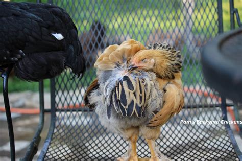 Pam's Backyard Chickens: A Guide to Chicken Feather Types