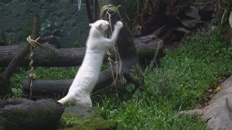 Wildcat wonder: World’s first-known albino ocelot at Medellin Zoo ...