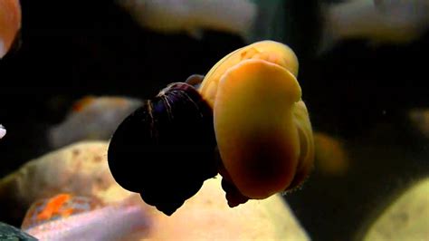 Mystery Snails Breeding - YouTube