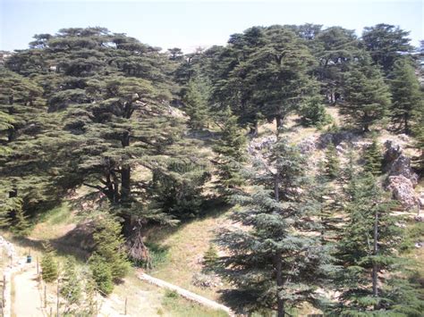 Cedars of Lebanon stock image. Image of historic, lebanon - 100355631