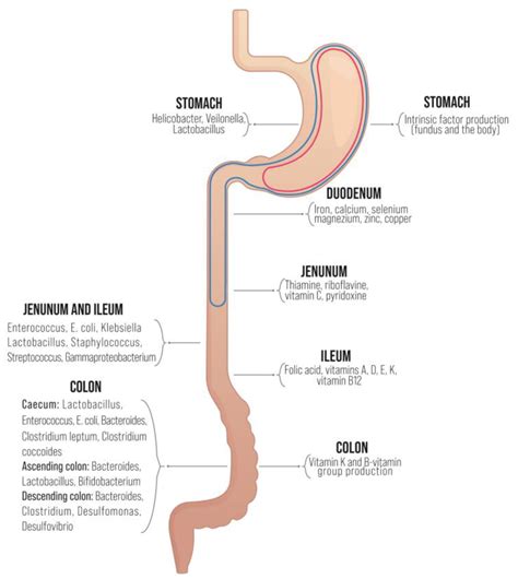 Distribution of micronutrient absorption/biosynthesis sites within the... | Download Scientific ...