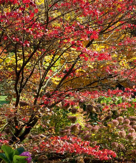 Best trees for fall color: with beautiful foliage | Homes & Gardens