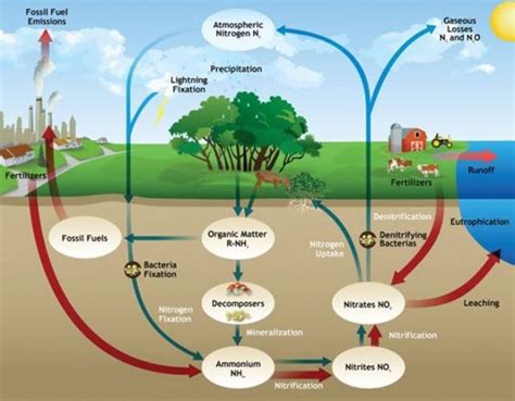 The nitrogen cycle - LandWISE - Promoting sustainable land management