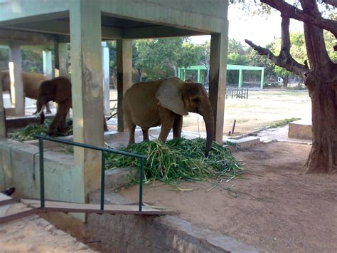 PALACE OF MYSORE: Mysore ZOO