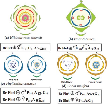 Construction of Floral Diagram and Floral Formula