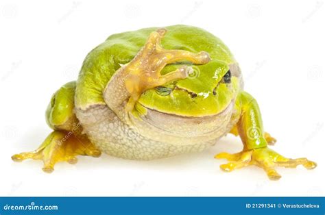 Grenouille D'arbre D'isolement Image stock - Image du biologie, nature ...