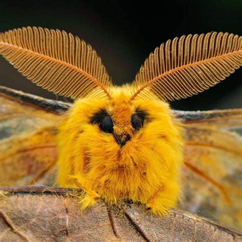 Venezuelan poodle moth | Poodle moth, Venezuelan poodle moth, Cute moth