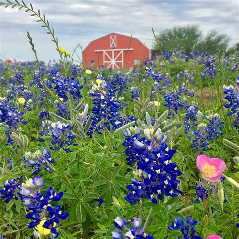 Where to Take Pictures of Bluebonnets in Texas – It's Not Hou It's Me ...