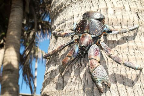 Was Amelia Earhart Really Eaten By Giant Crabs? | IFLScience