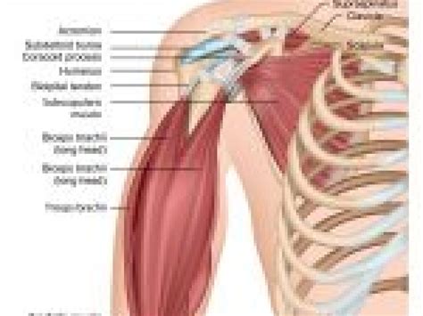 Shoulder Anatomy Ligaments