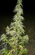 outdoor plant not flowering. 1 month until weather is too cold..suggestions? - Cannabis ...