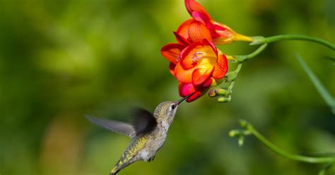 11 Vibrant Red Flowers to Attract Hummingbirds - LeafyJournal