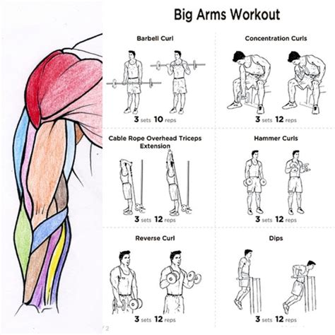 Big Arms Workout Plan - Fitness Health Routine Bicep Tricep Core - FITNESS HASHTAG | Big arm ...