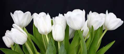 White tulips pictures free stock photos download (7,560 Free stock photos) for commercial use ...