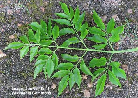 Chinaberry Tree (Melia Azedarach) : Leaves, Flowers, Bark, Fruit ...