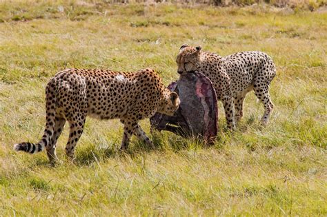 Buffelsfontein Game Reserve | South Africa | Wild Safari Guide