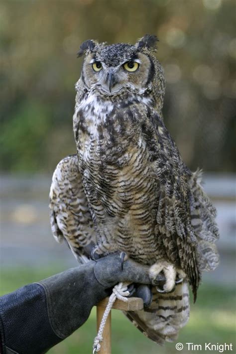 Great Horned Owl Facts for Kids - NatureMapping | Owl facts for kids, Great horned owl facts ...