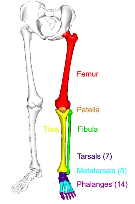 Lower Leg Bone Diagram - Https Encrypted Tbn0 Gstatic Com Images Q Tbn ...