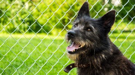 How to Dog Proof a Fence: 9 Ways to Prevent Escapes!