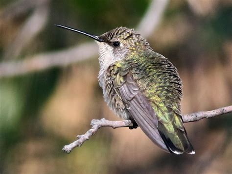 Black-chinned Hummingbird | Celebrate Urban Birds