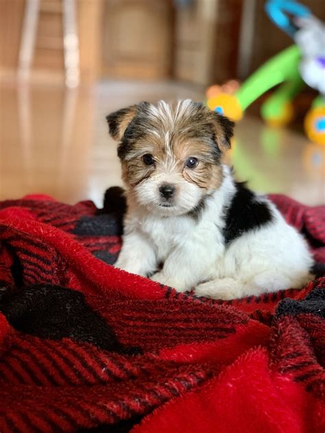 Yorkshire Terrier parti yorkie puppy 6 weeks old first day home ...