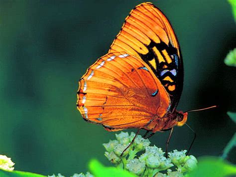 Free download | Spring dance, white, black, leaves, butterfly, orange ...