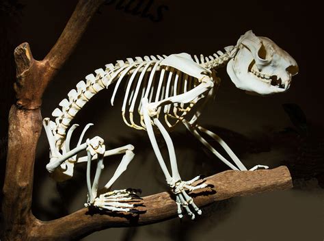 Koala Skeleton Photograph by Millard H. Sharp - Fine Art America