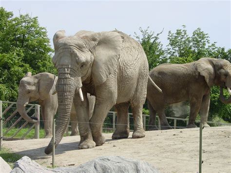 No more elephants at the Toronto Zoo