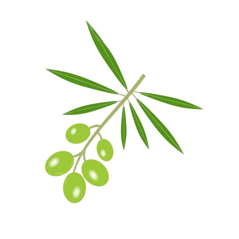 Olive Branch Shadow Season Nature Vector, Shadow, Season, Nature PNG ...