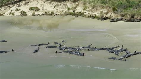 Why do whales beach themselves? — Quartz