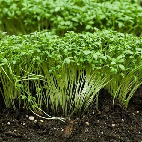 Garden Cress- Extra Curled seeds | The Seed Collection