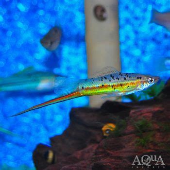 Otapa Wild Type Green Swordtail (Xiphophorus hellerii 'Otapa') - Aqua Imports