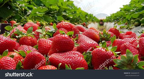 103,745 Campos de fresas Images, Stock Photos & Vectors | Shutterstock